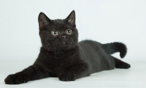 Черный британец фото. Черный британский котенок. Британские котята черного окраса.  